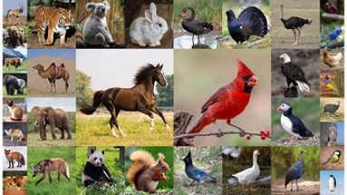 Flashcards for Kids. Animal sounds and puzzles Image