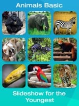 Safari and Jungle Animal Picture Flashcards for Babies, Toddlers or Preschool (Free) Image