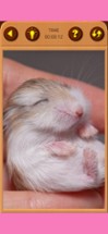 Hamster Jigsaw Puzzle Games Image