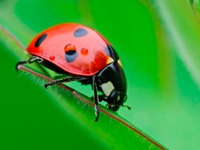 Ladybug Match3 Image