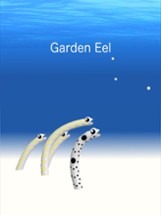 Garden Eel Image