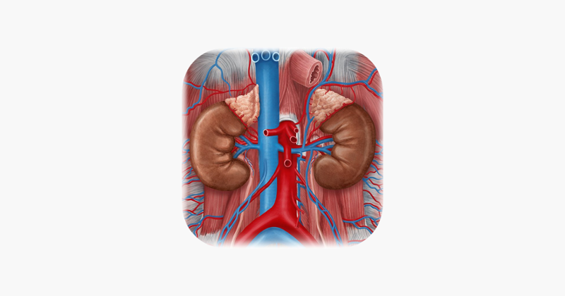 Urinary System Medical Terms Game Cover