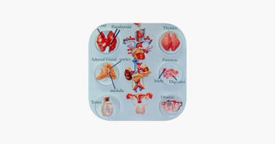 Anatomy : Endocrine System Image