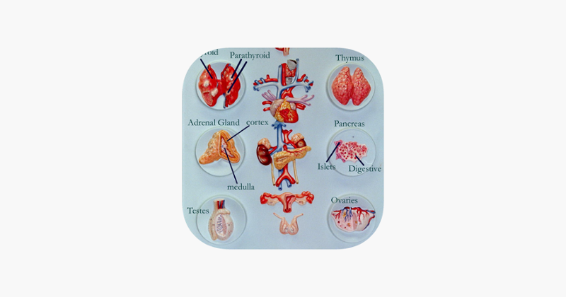 Anatomy : Endocrine System Game Cover