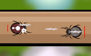 Spider Fighting Image