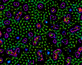 Primordial Particle System Image