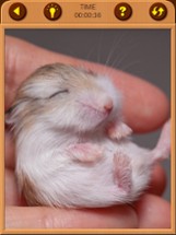 Hamster Jigsaw Puzzle Games Image