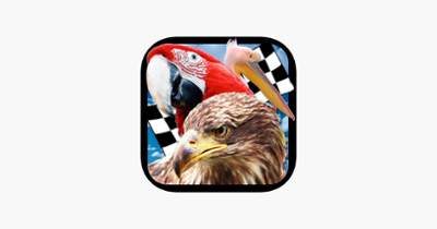 Bird Race 3D Image