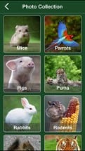 Animal Jigsaw Puzzle - Ultimate swap tile game edition Image