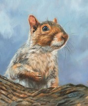 Squirrel Story Image