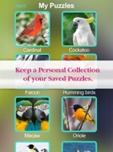 Birds Jigsaw Free - Collection Of Unique Puzzle Pics Of Falcons &amp; Penguins Image