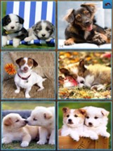 Dogs Jigsaw Puzzles - Titan Image