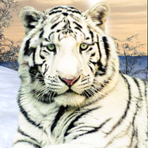 Wild White Tiger: Jungle Hunt Image