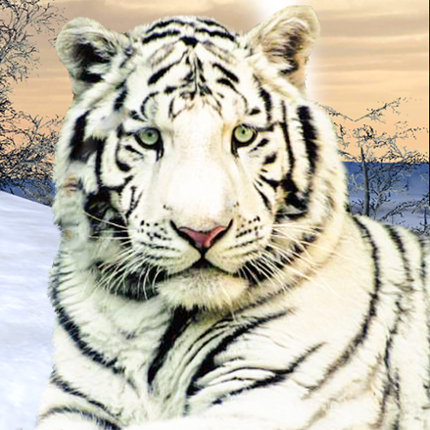 Wild White Tiger: Jungle Hunt Game Cover