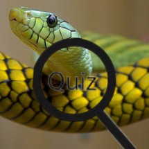 Wildlife Animal Trivia: Test Your Knowledge Image