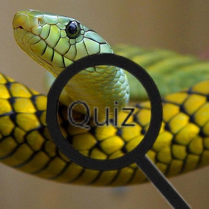Wildlife Animal Trivia: Test Your Knowledge Game Cover