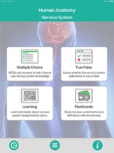 Human Anatomy : Nervous System Image