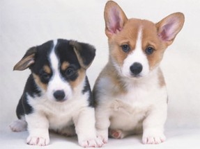 Cute Puppies Puzzle Image