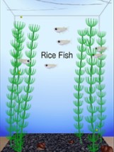 Rice Fish Image