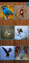 Birds Jigsaw Puzzles - Titan Image