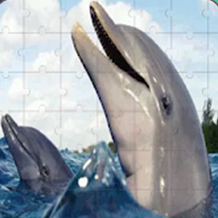 Real Dolphins Game : Jigsaw Puzzle 2019 Game Cover