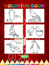 Bird Coloring Book - Activities for Kid Image