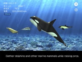 Orca  and marine mammals Image