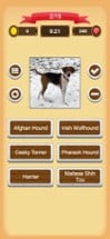 Dogs - Quiz Image