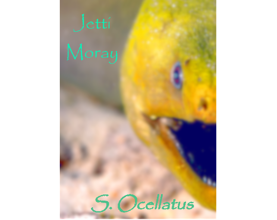 [INDEV] Jetti Moray - An Oceanic Fantasy Tale Game Cover