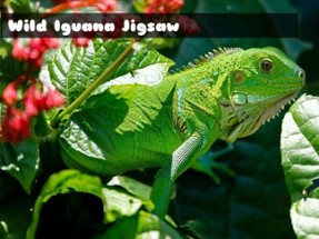 Wild Iguana Image