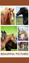 Horse Jigsaw Puzzle Games Image