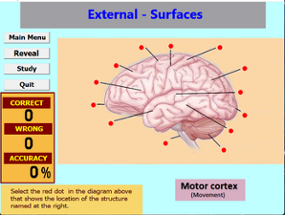 Label That Diagram - Human Brain Image