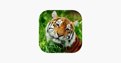 Asian Tiger Survival Simulator Image