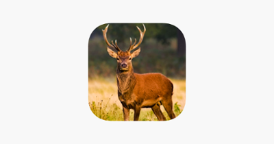 Deer Hunter Game : Best Deer Hunting in Sniper Shooting Game of 2016 Image