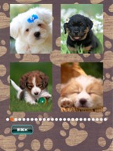 Cute Puppies Puzzle Image