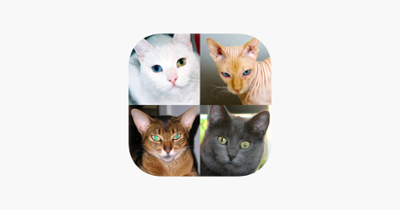 Cats: Photo-Quiz about Kittens Image