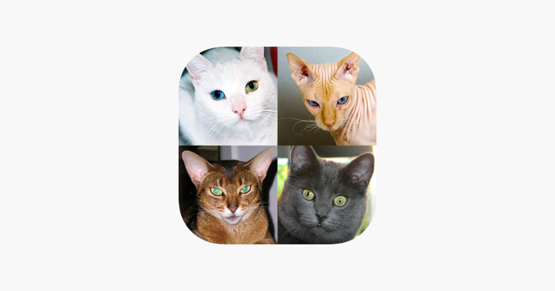 Cats: Photo-Quiz about Kittens Game Cover