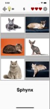 Cats: Photo-Quiz about Kittens Image