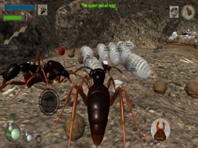 Ant Simulation 3D Image