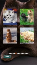 Cat Puzzles Image