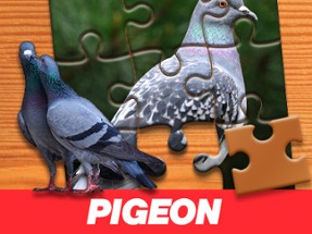 Pigeon Jigsaw Puzzle Image