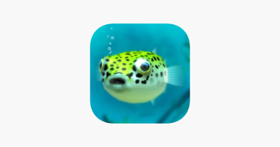 Playing with Puffer fish Image