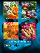 Butterfly Jigsaw Image