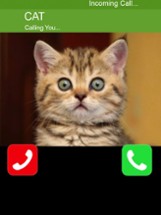 Call Cat 2 Image