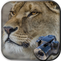 Hidden Object Safari - Animals Image