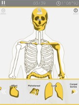 Enjoy Learning Anatomy puzzle Image