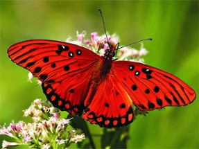 Nature Jigsaw Puzzle - Butterfly Image