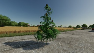 FS22 - The Mother Plant Image