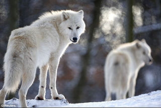 Le Léviathan et les loups Image