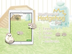 Hedgehog Pet Image